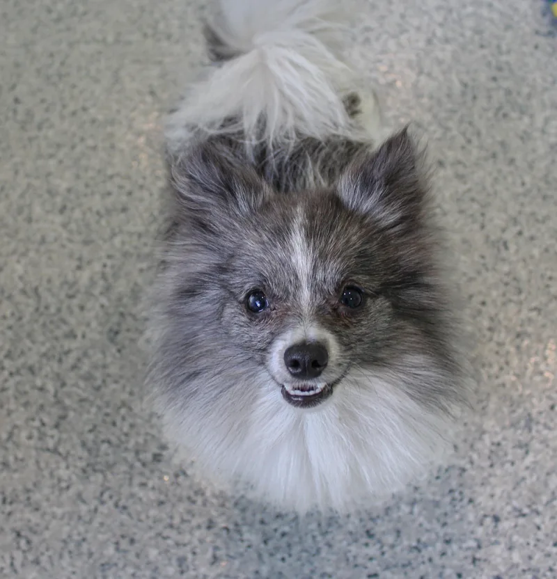 A young small-sized male Gray / Blue / Silver Pomeranian dog named Rocky for adoption in Hutchinson, MN