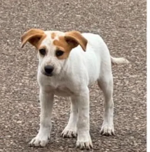 A baby medium-sized female Golden Australian Cattle Dog / Blue Heeler dog named Sunbeam for adoption in Griswold, CT