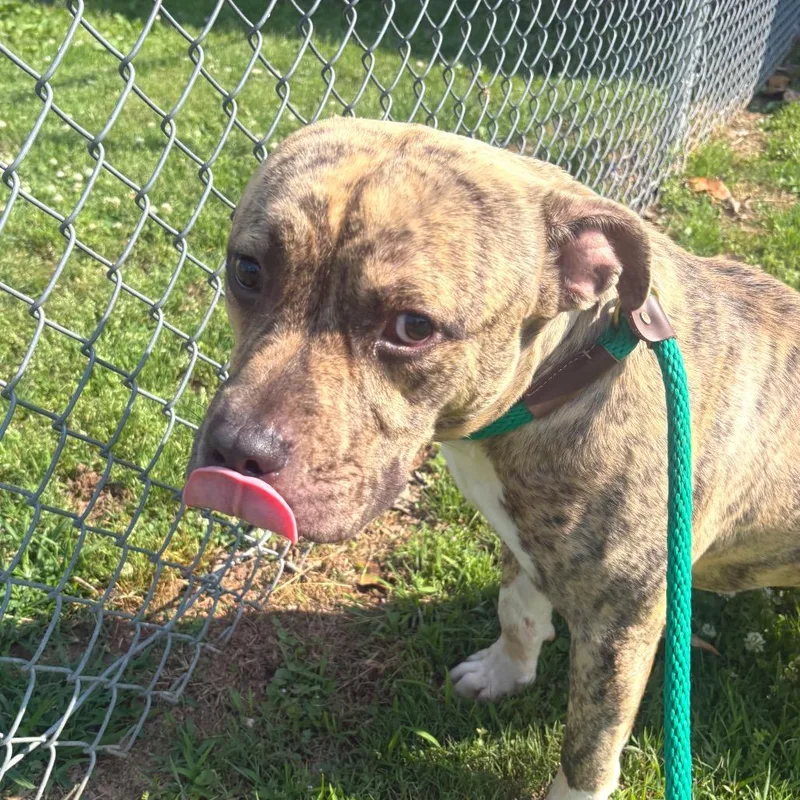 An adult medium-sized male Brindle Pit Bull Terrier dog named Tito for adoption in Birmingham, AL