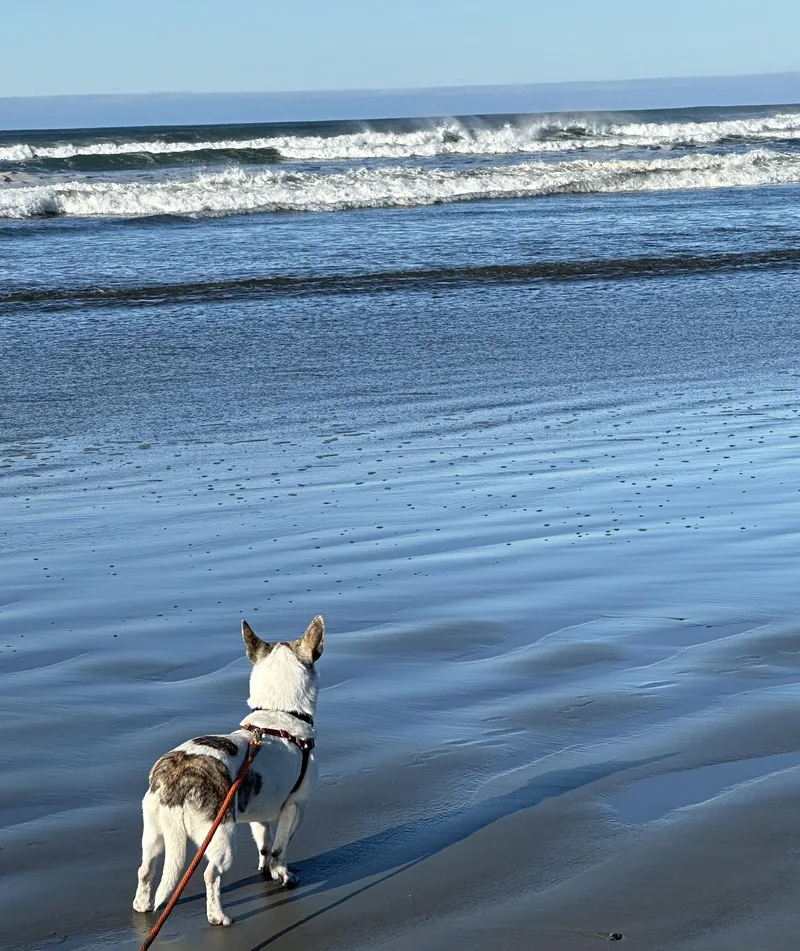 A young medium-sized female White / Cream Mixed Breed dog named Jackie for adoption in Portland, OR
