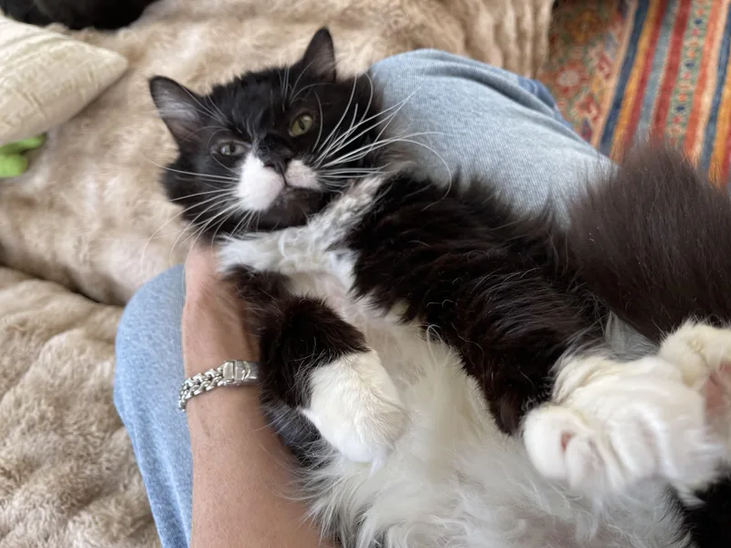 An adult medium-sized male Black & White / Tuxedo Domestic Long Hair cat named Sprinkles for adoption in Lemoyne, PA