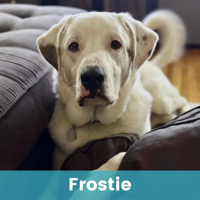 Frostie thumbnail 2