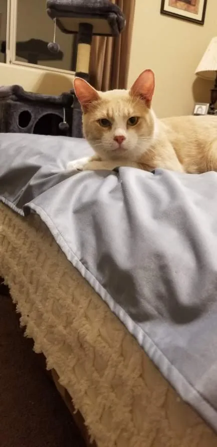An adult medium-sized male Buff / Tan / Fawn American Shorthair cat named Milo for adoption in Glendale, AZ