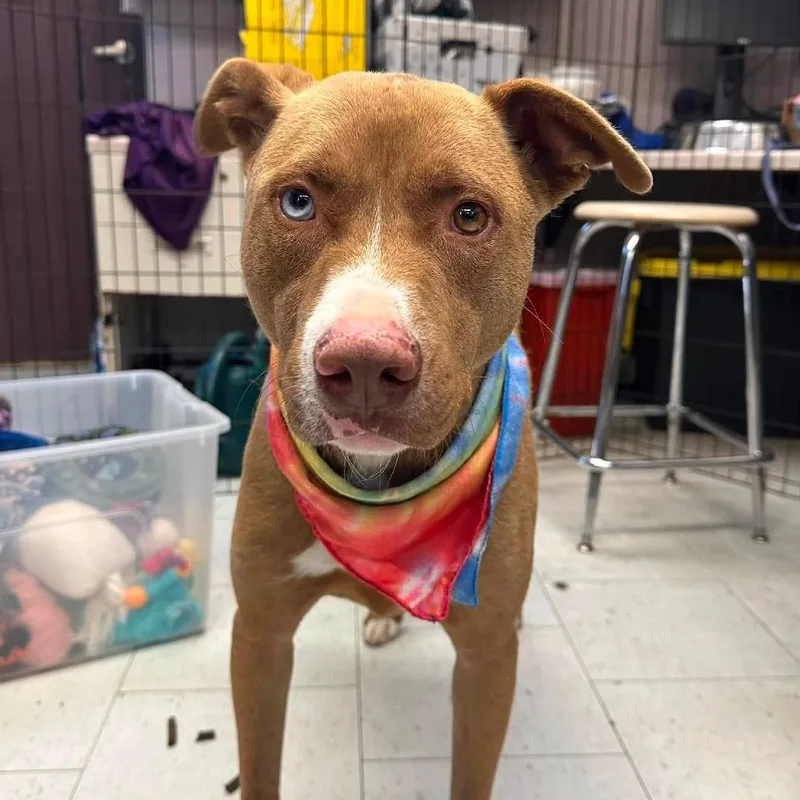 An adult medium-sized male Brown / Chocolate Mixed Breed dog named Hoshi for adoption in San Francisco, CA
