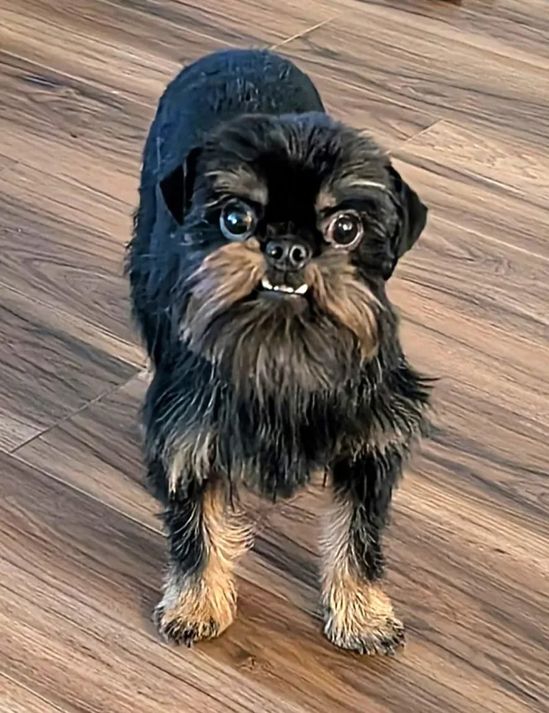 Widget