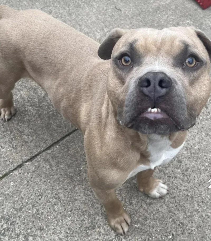 A young medium-sized male Yellow / Tan / Blond / Fawn Bulldog dog named Gordy for adoption in Chicago, IL