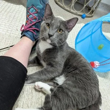 An adult small-sized male Domestic Short Hair cat named Joliet Jake for adoption in Wheaton, IL