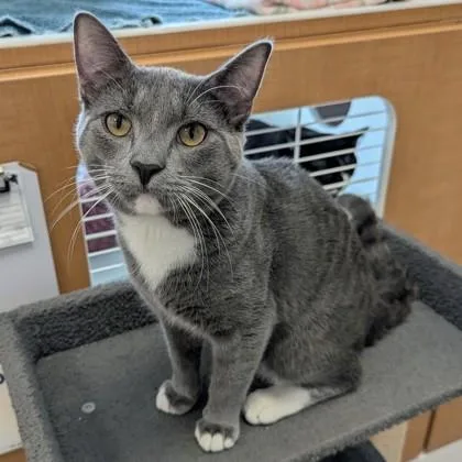 Joliet Jake thumbnail 2