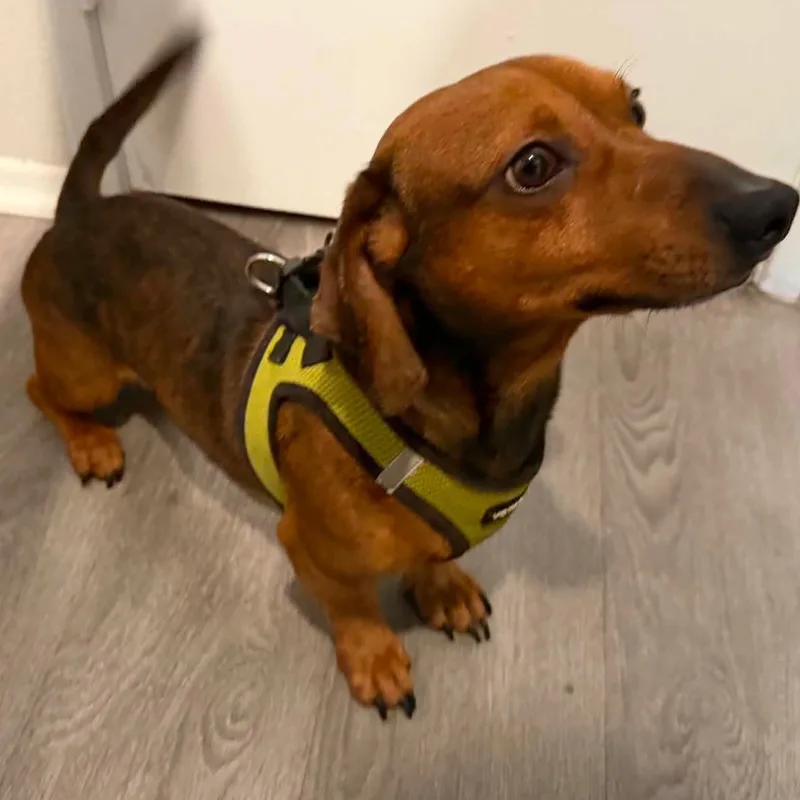 Mr. Velcro Cosmo thumbnail 3