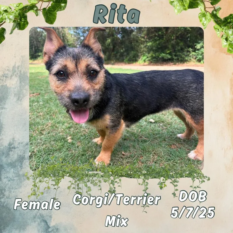 A young small-sized female Black Corgi dog named Rita for adoption in Caldwell, TX