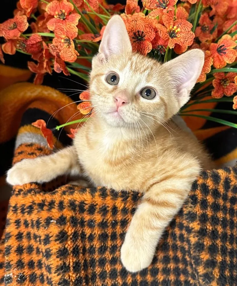 A baby small-sized male Domestic Short Hair cat named Clyde for adoption in Stillwater, OK