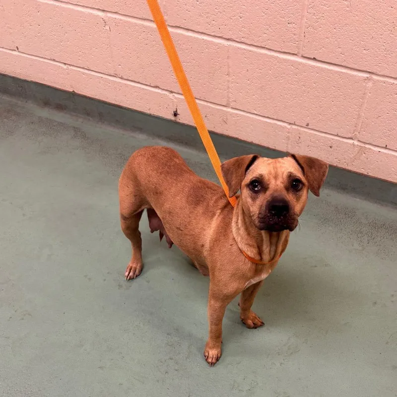 An adult medium-sized female Yellow / Tan / Blond / Fawn Mixed Breed dog named Pumpkin for adoption in Memphis, TN