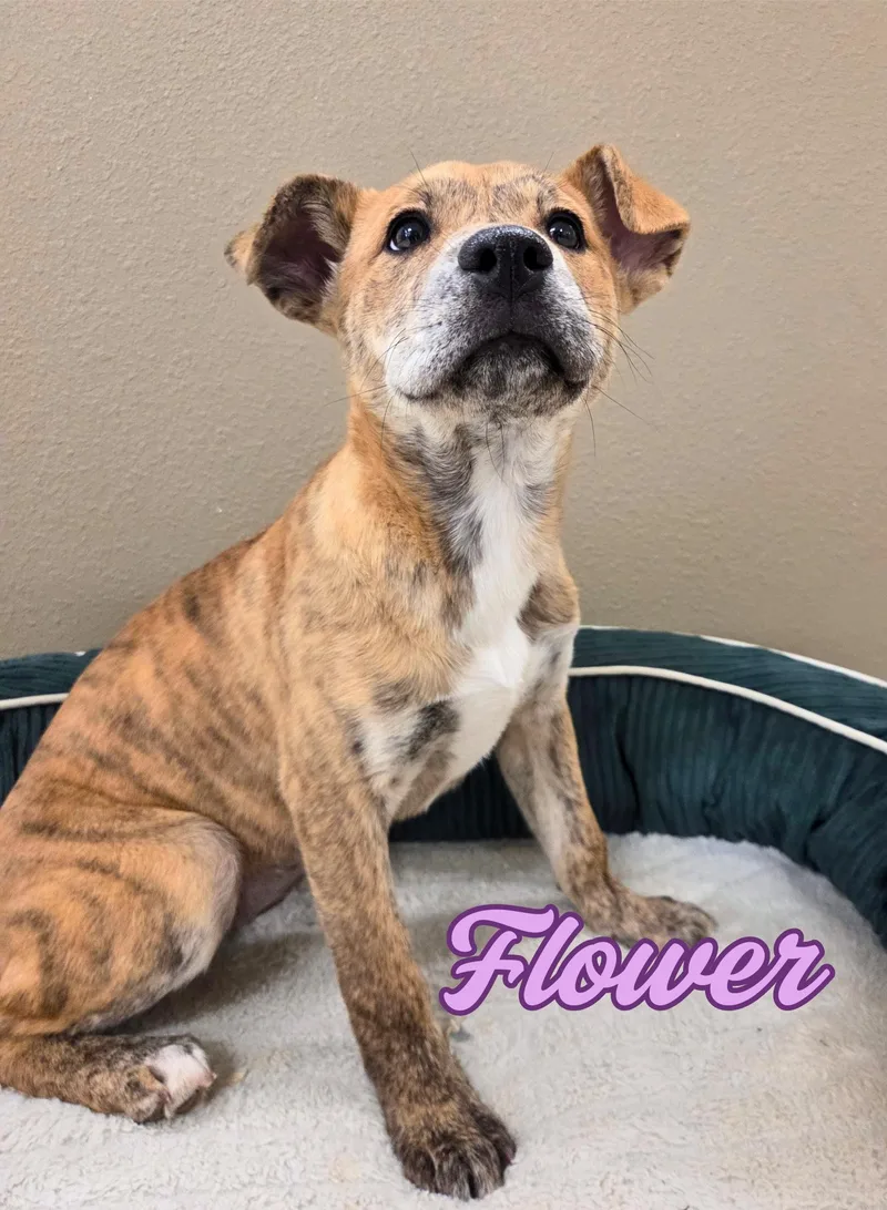 Flower