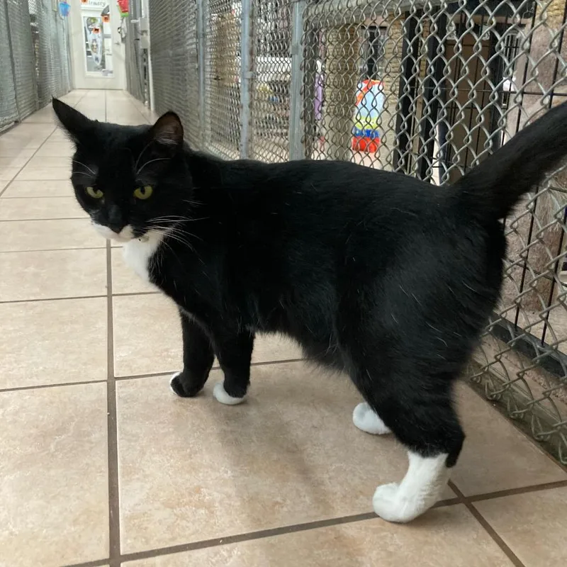 An adult medium-sized female Domestic Short Hair cat named Mama Cookie for adoption in Peoria, AZ