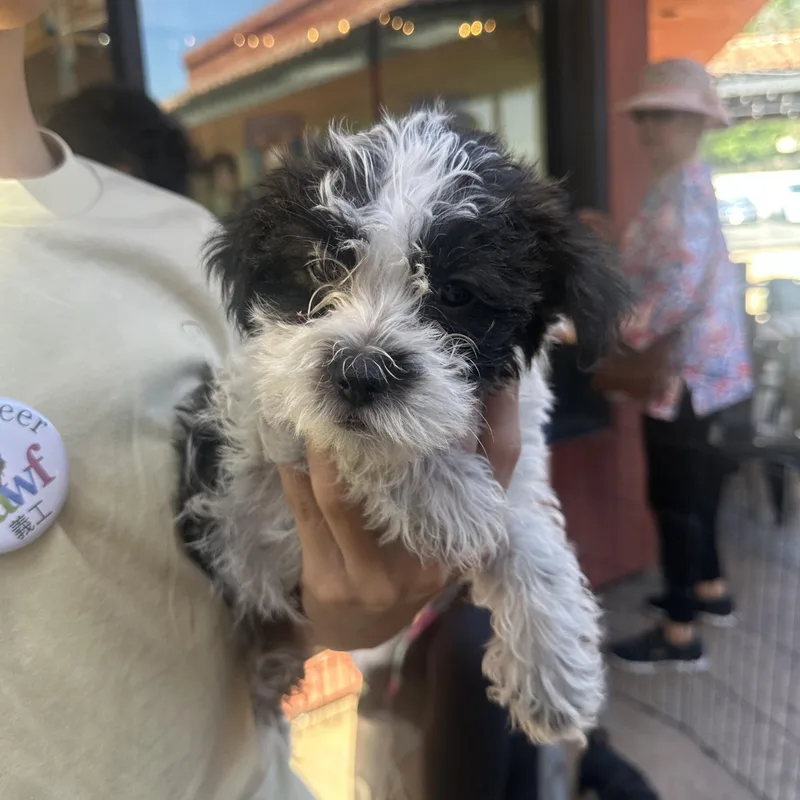 A baby small-sized female Black Schnoodle dog named Oreo for adoption in Van Nuys, CA