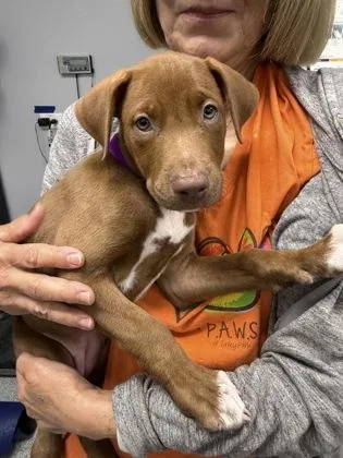 A baby medium-sized female Brown / Chocolate Labrador Retriever dog named Gretel for adoption in Tinley Park, IL