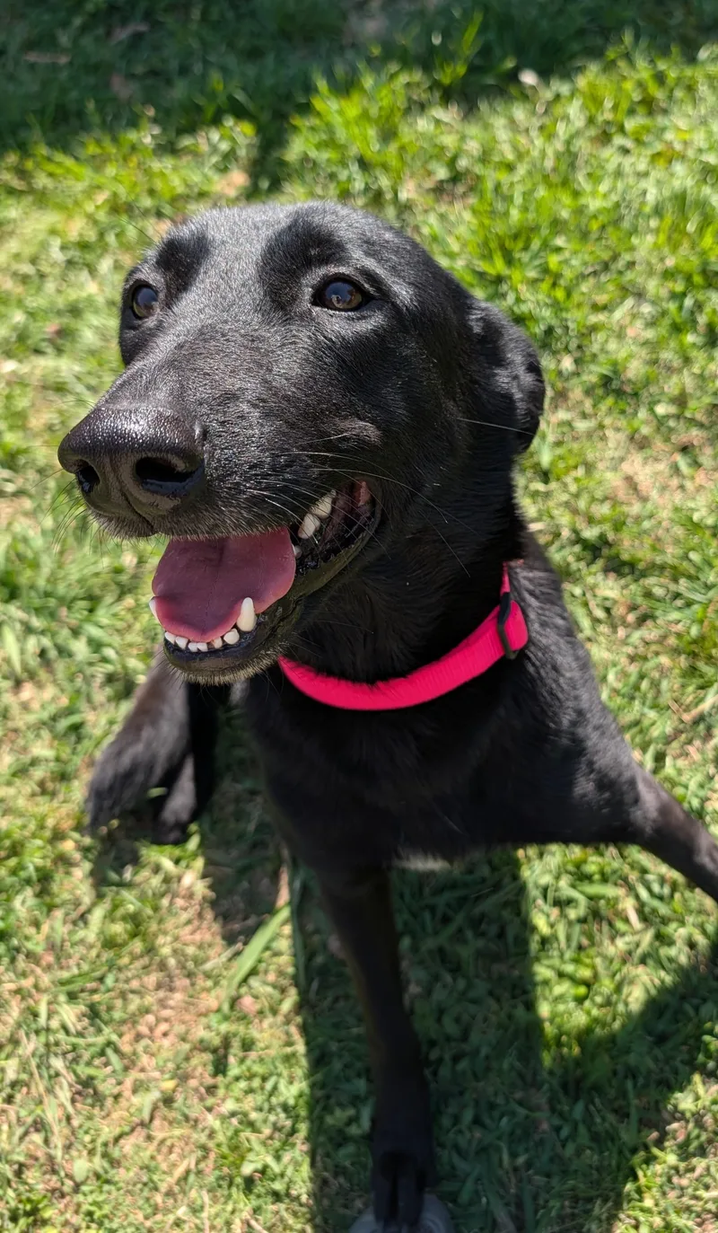 Callie A thumbnail 2