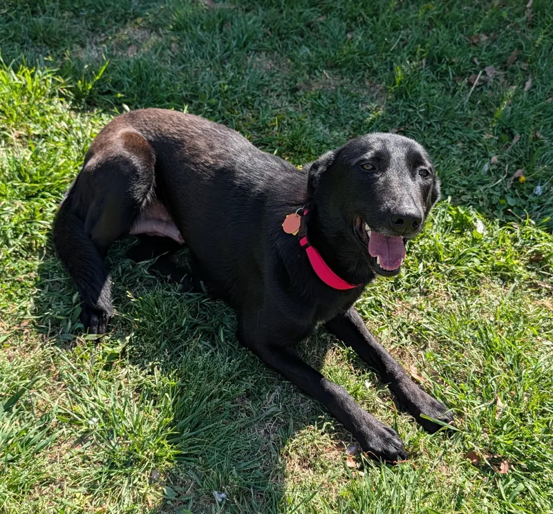 Callie A thumbnail 3