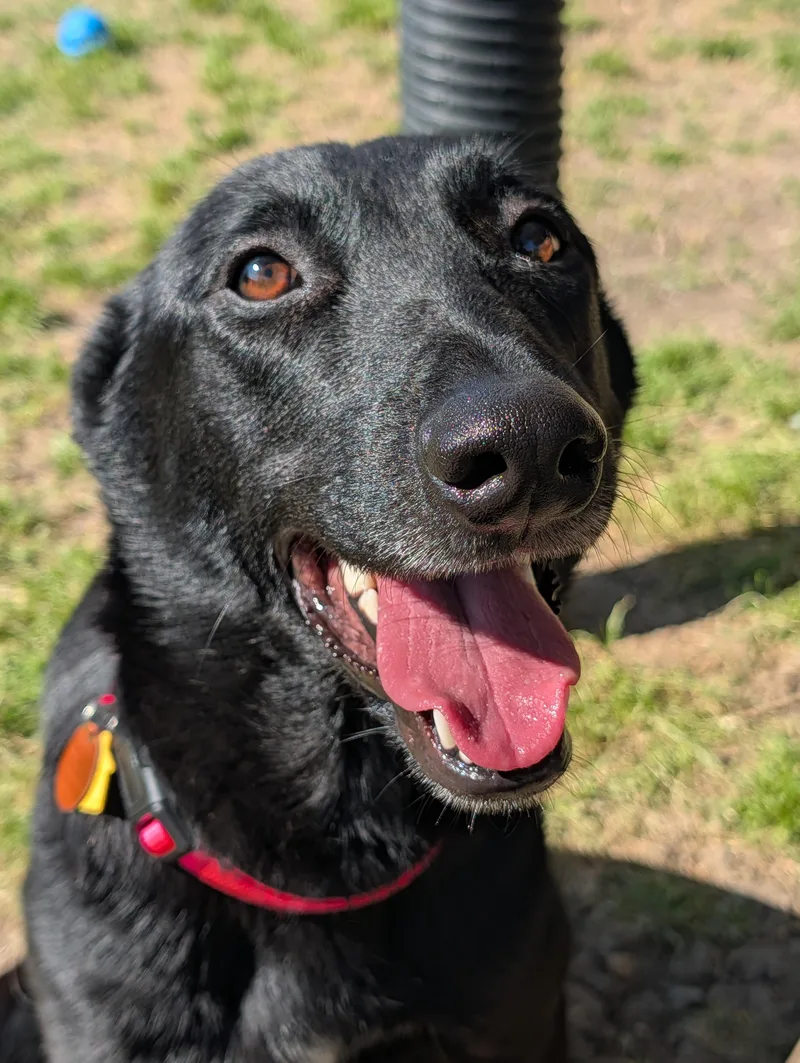 Callie A thumbnail 4