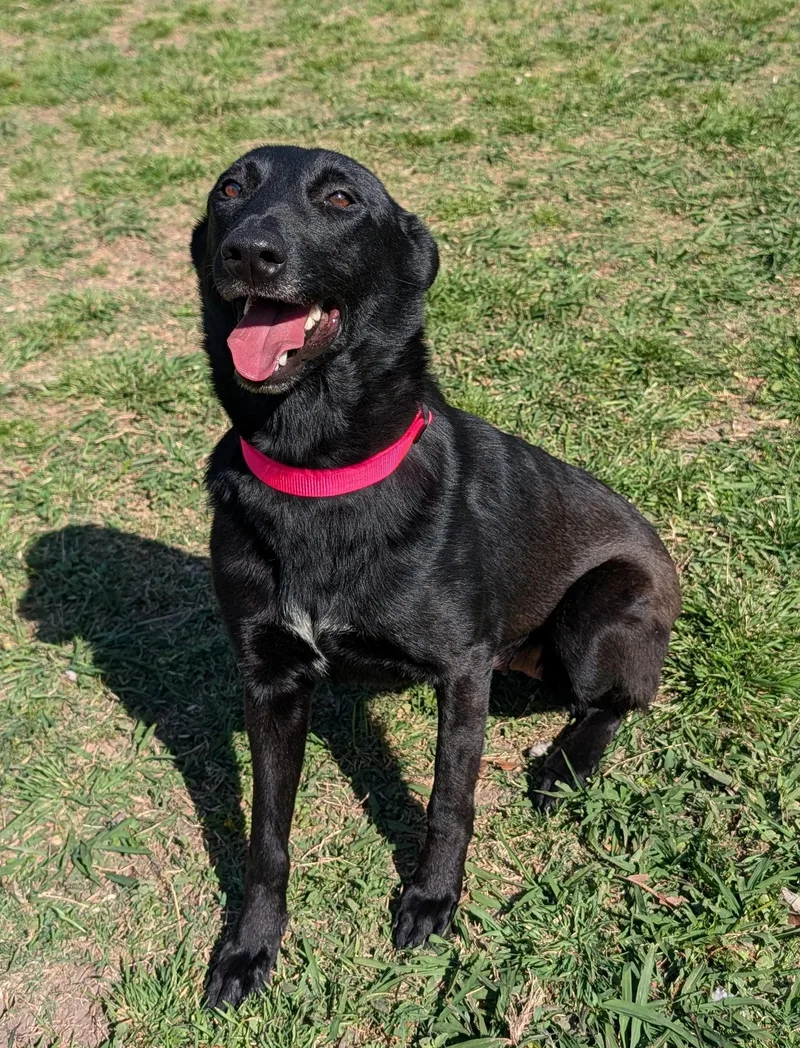 Callie A thumbnail 5