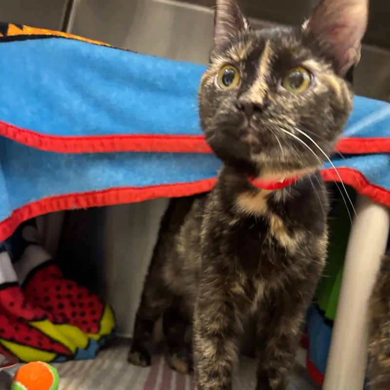 An adult medium-sized female Tortoiseshell Domestic Short Hair cat named Serena for adoption in Fort Wayne, IN