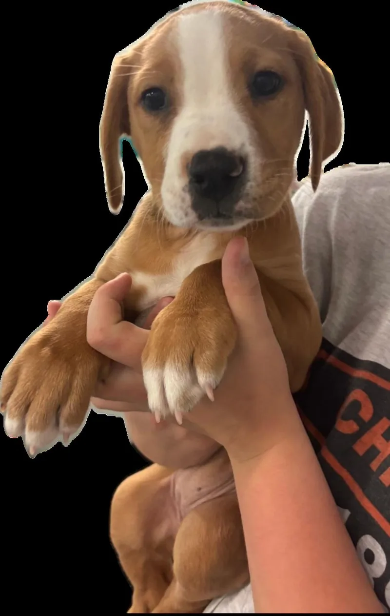 A baby large-sized female Labrador Retriever dog named Mars for adoption in Crystal Lake, IL