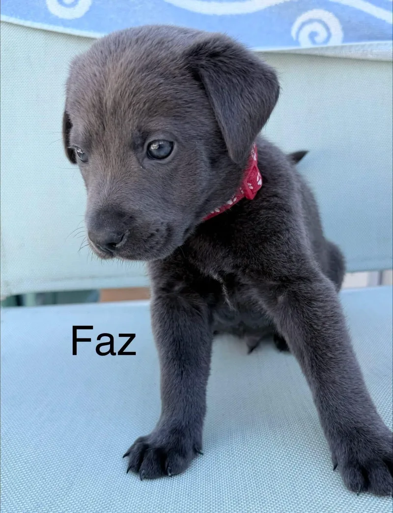 A baby medium-sized male Gray / Blue / Silver Retriever dog named Faz for adoption in Pawleys Island, SC