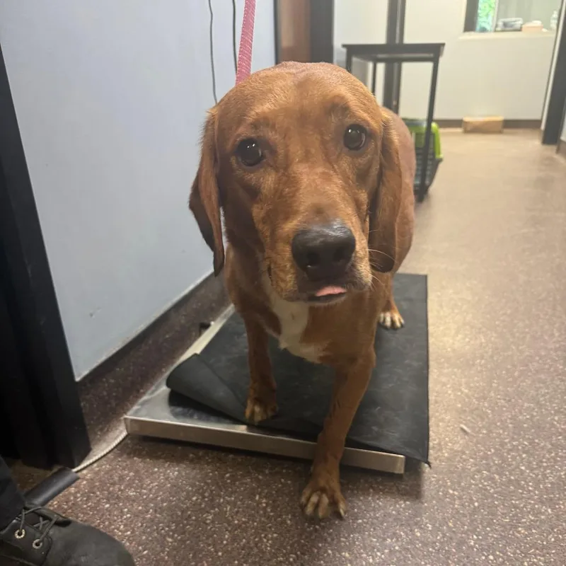 An adult medium-sized female Yellow / Tan / Blond / Fawn Mixed Breed dog named Sugar for adoption in Columbus, GA