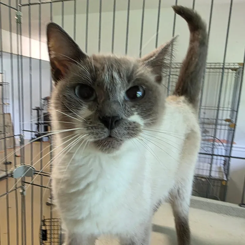 An adult medium-sized female Siamese cat named Kiki for adoption in Wiggins, MS