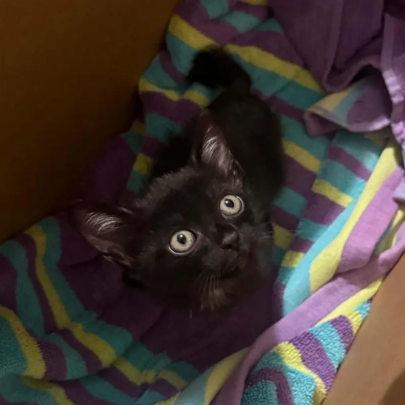 A baby small-sized male Black Domestic Short Hair cat named Kuromi for adoption in Antioch, CA