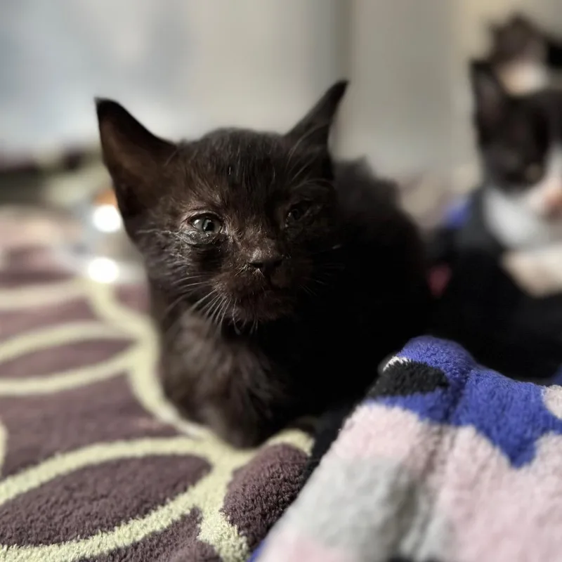 Kara Danvers thumbnail 2