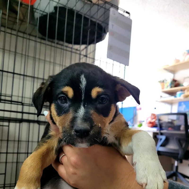 A baby small-sized male Mixed Breed dog named Harvey for adoption in Allyn, WA
