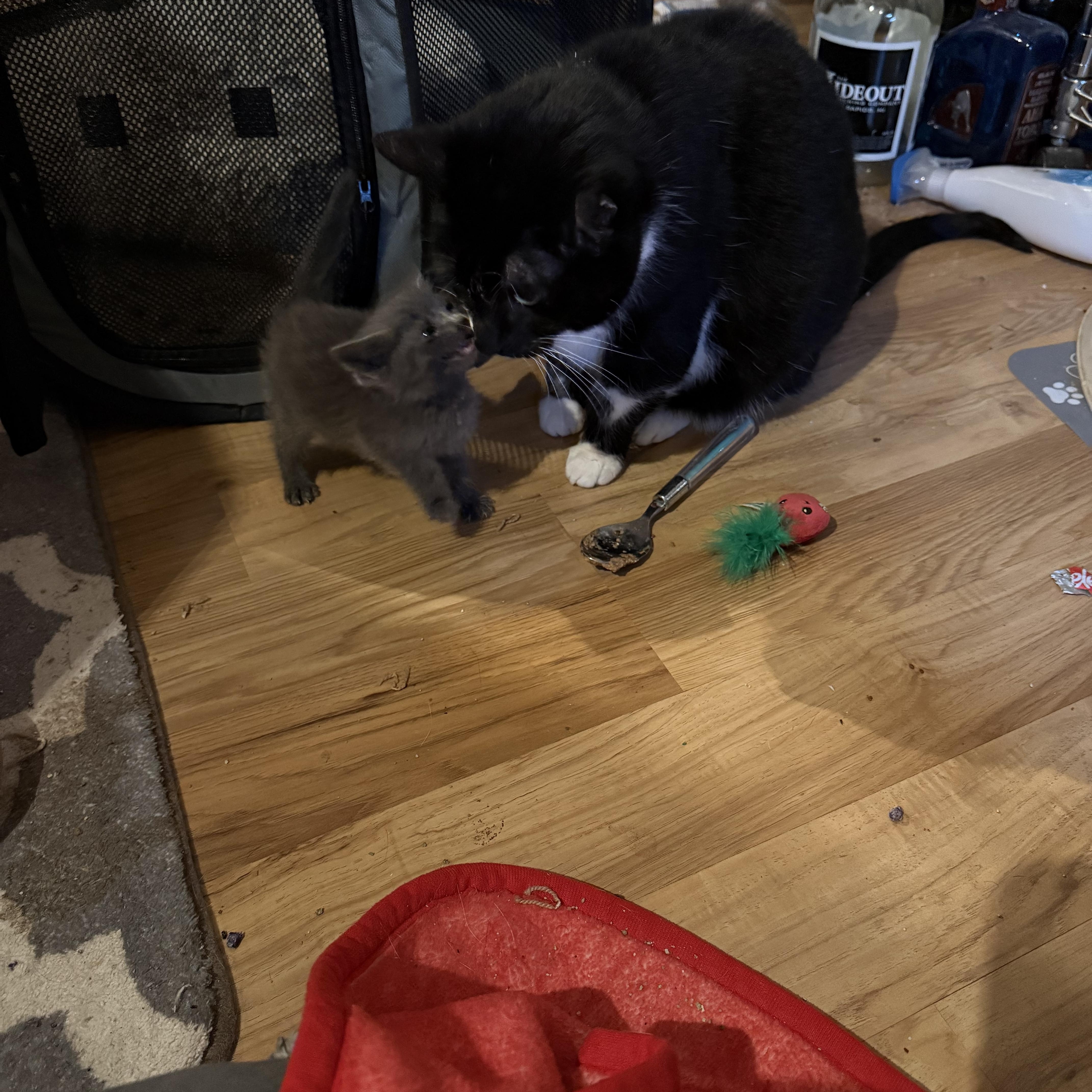 A baby medium-sized male Gray / Blue / Silver Russian Blue cat named Hermes for adoption in Grand Haven, MI