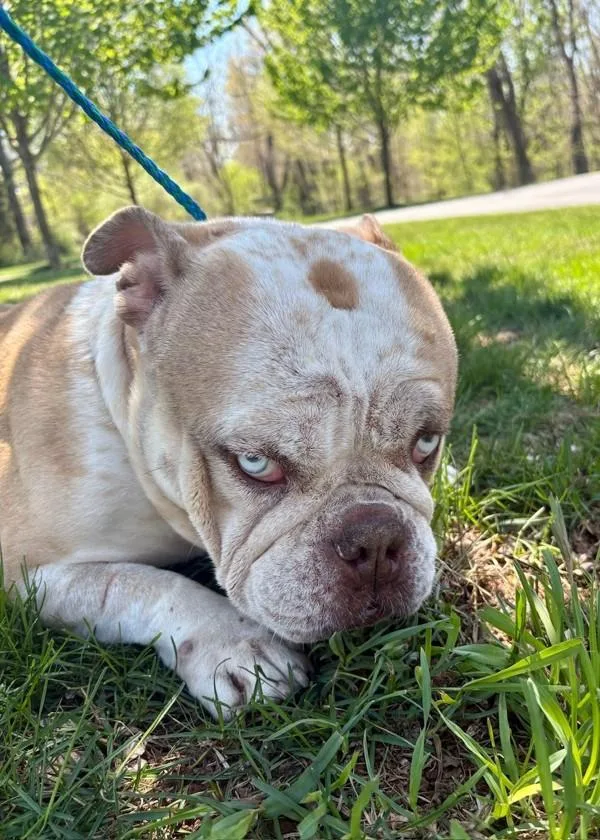 An adult large-sized female English Bulldog dog named Sunday for adoption in Skillman, NJ