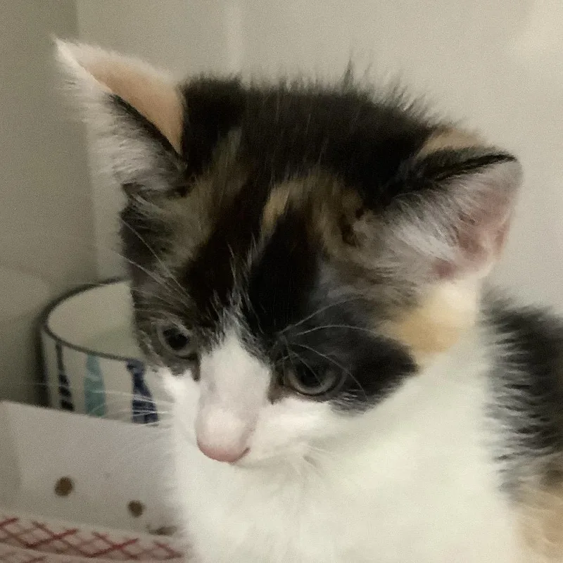 A baby small-sized female Calico Domestic Short Hair cat named Marigold for adoption in Redwood City, CA
