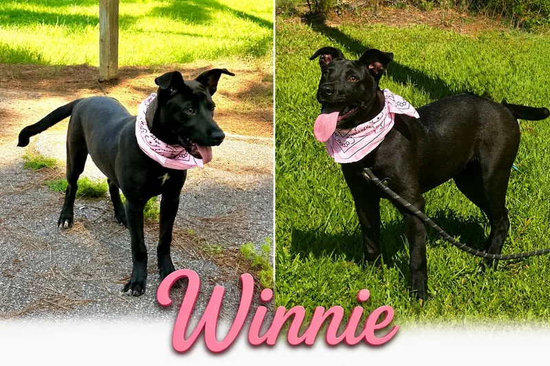 A young medium-sized female Labrador Retriever dog named Winnie for adoption in Shillington, PA