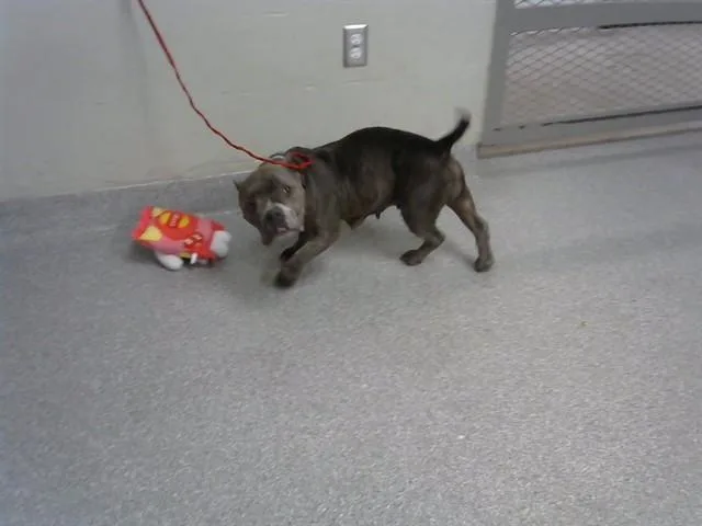 An adult small-sized female Staffordshire Bull Terrier dog named Canela for adoption in Pasadena, TX