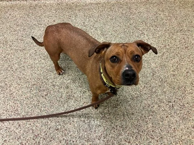 An adult medium-sized female Pit Bull Terrier dog named Coco for adoption in Colorado Springs, CO