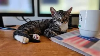 A baby medium-sized male Tabby cat named Jasper for adoption in San Luis Obispo, CA