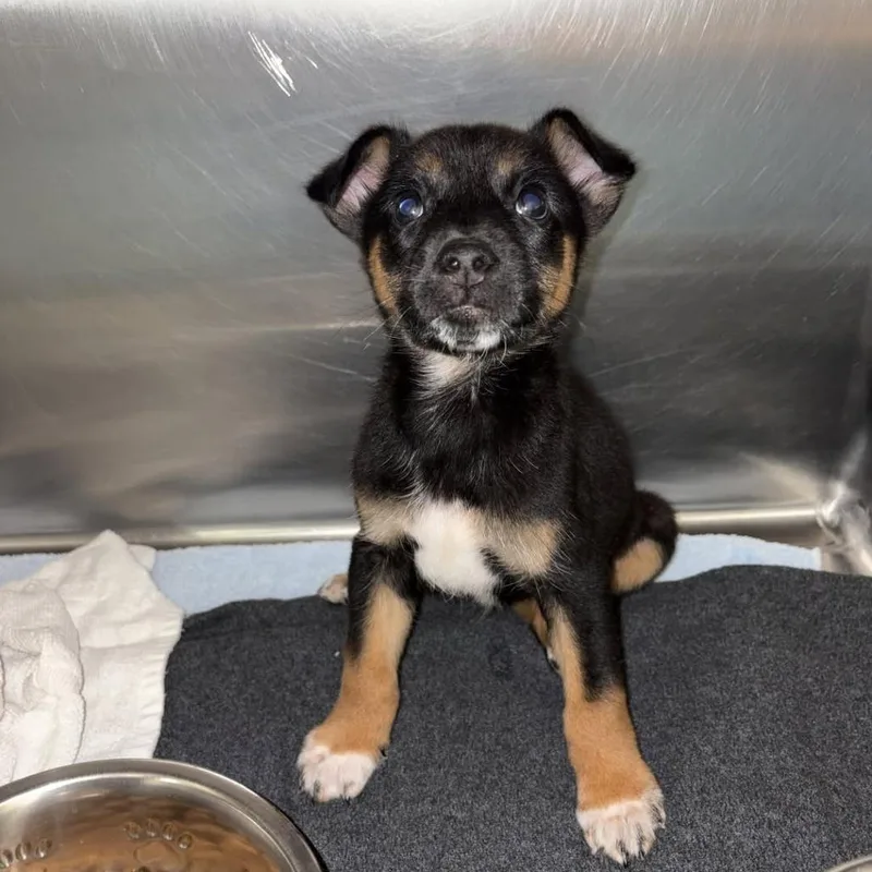 A baby small-sized male Black German Shepherd Dog named Rigatoni for adoption in Austin, TX