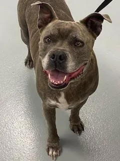 An adult large-sized male Pit Bull Terrier dog named Chabo for adoption in Saint Cloud, FL