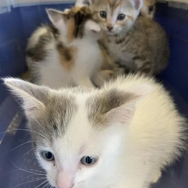 A baby small-sized male White Domestic Short Hair cat named Fable for adoption in Long Beach, CA