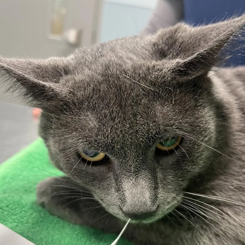A young medium-sized male Gray / Blue / Silver Domestic Short Hair cat named Romulus for adoption in New Castle, DE