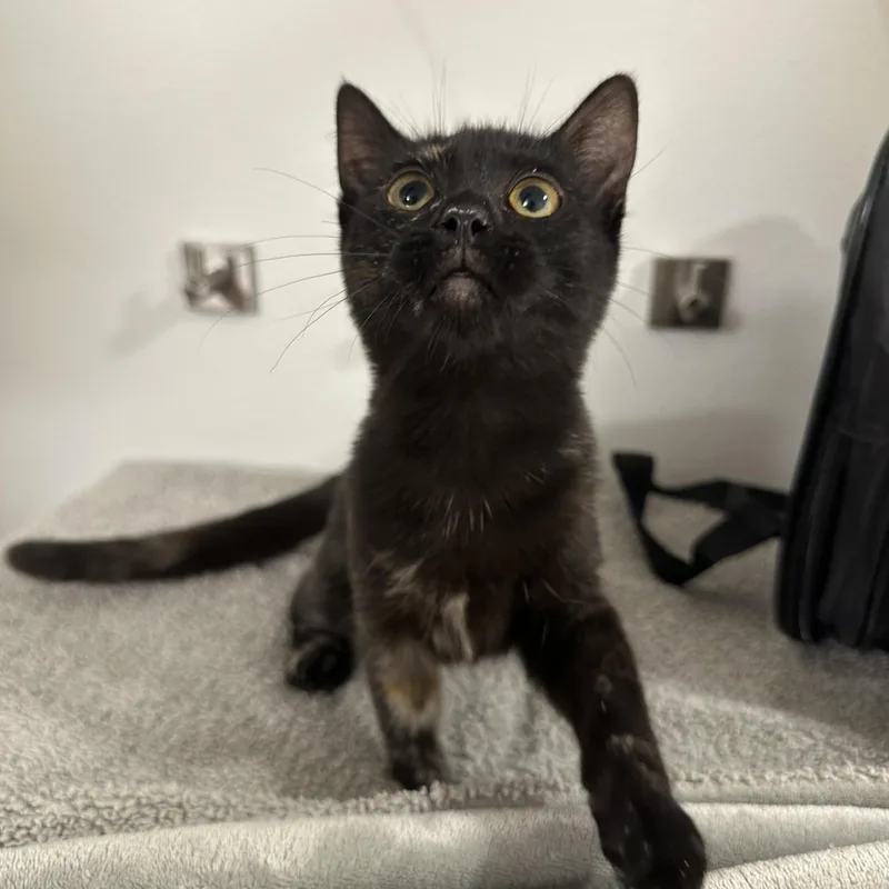 A baby small-sized female Tortoiseshell cat named Penny for adoption in San Diego, CA