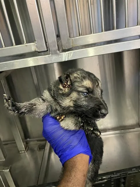A baby small-sized male Mixed Breed dog named Betsy for adoption in Dallas, TX