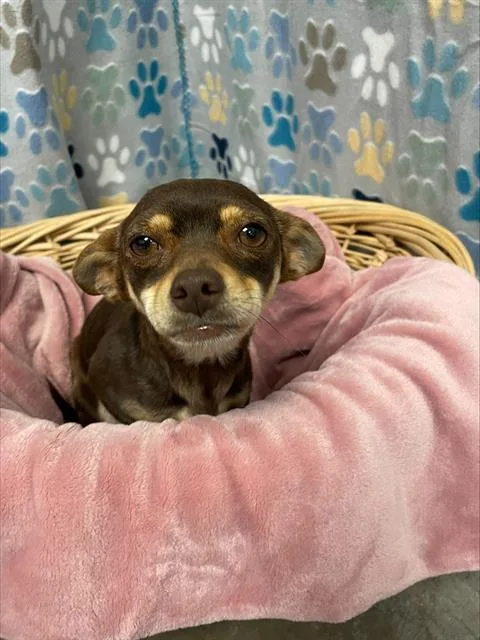 An adult small-sized female Chihuahua dog named Millie for adoption in Rosenberg, TX