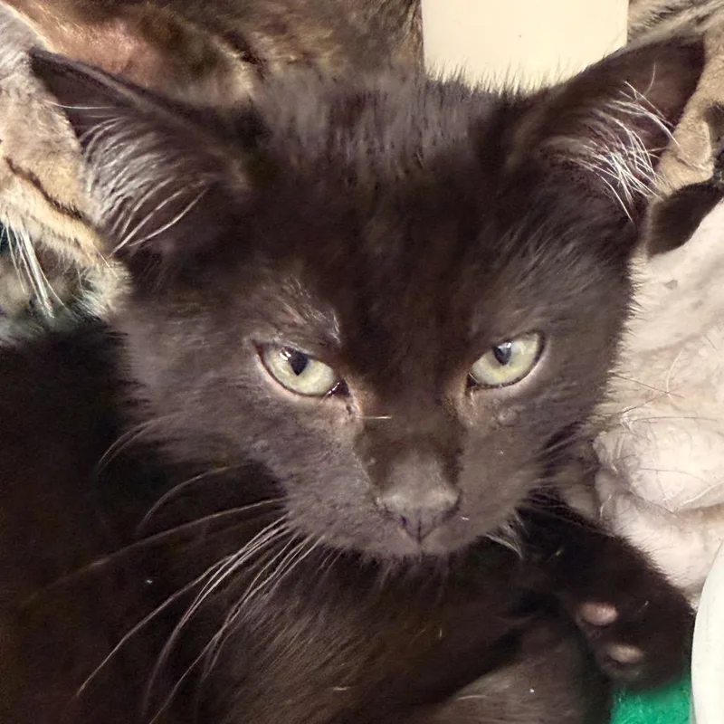 A baby small-sized male Black Domestic Short Hair cat named Honey Moon for adoption in Evansville, IN