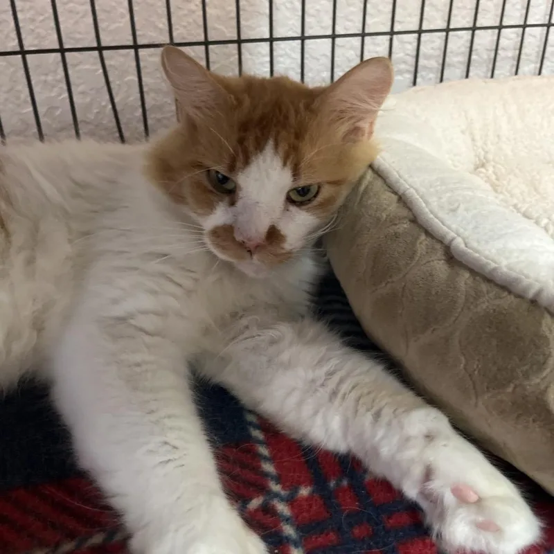 An adult medium-sized male White Domestic Medium Hair cat named Calvin for adoption in Lakeland, FL