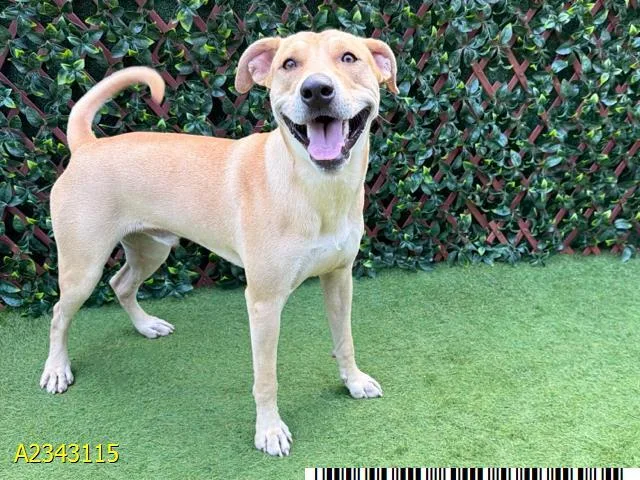 A young large-sized male Mixed Breed dog named Parker for adoption in West Palm Beach, FL