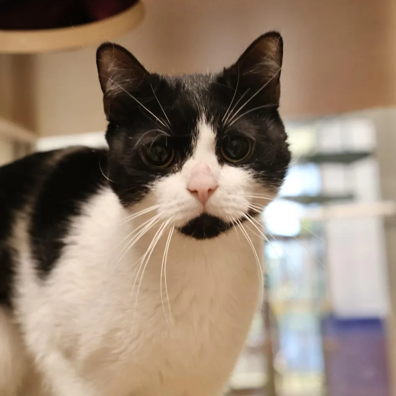 An adult medium-sized female Black Domestic Short Hair cat named Ophelia for adoption in Briarcliff Manor, NY